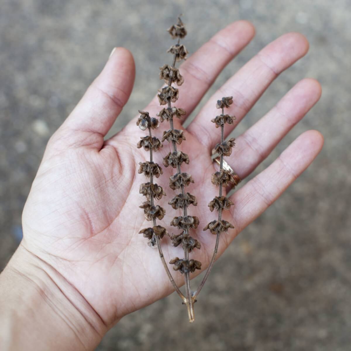 بذور الريحان