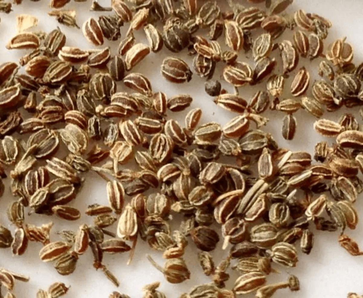 بذور الكرفس