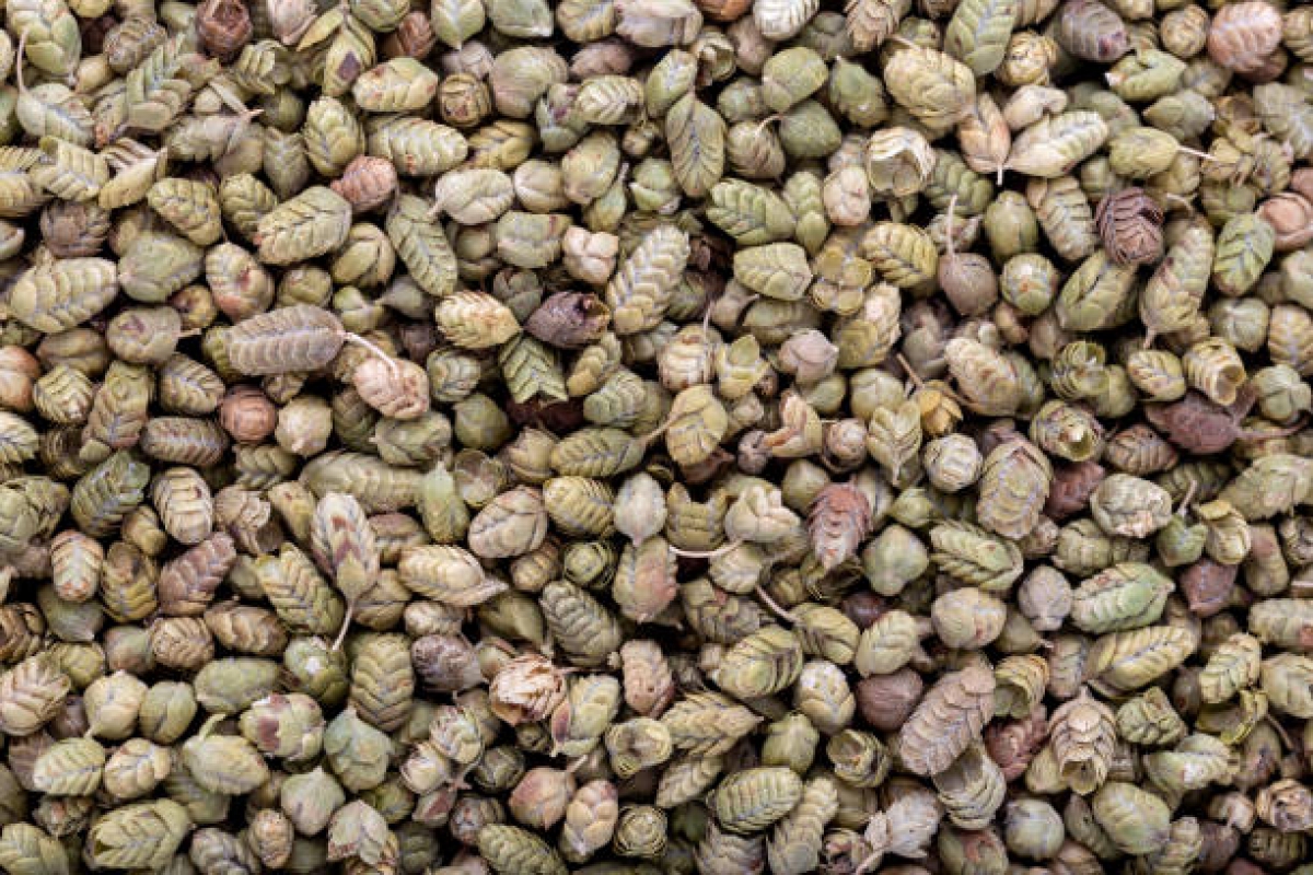 بذور الزعتر