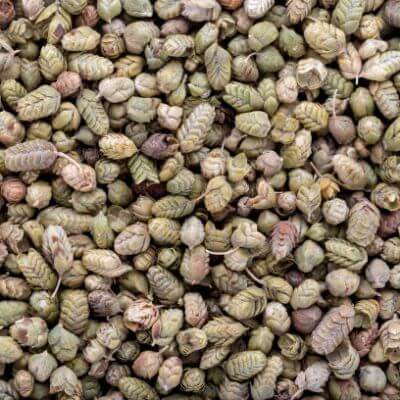 بذور الزعتر